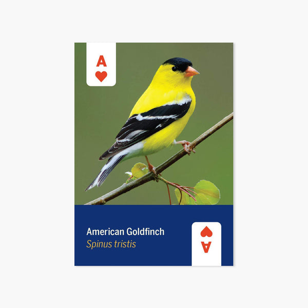 Birds of North America Playing Cards