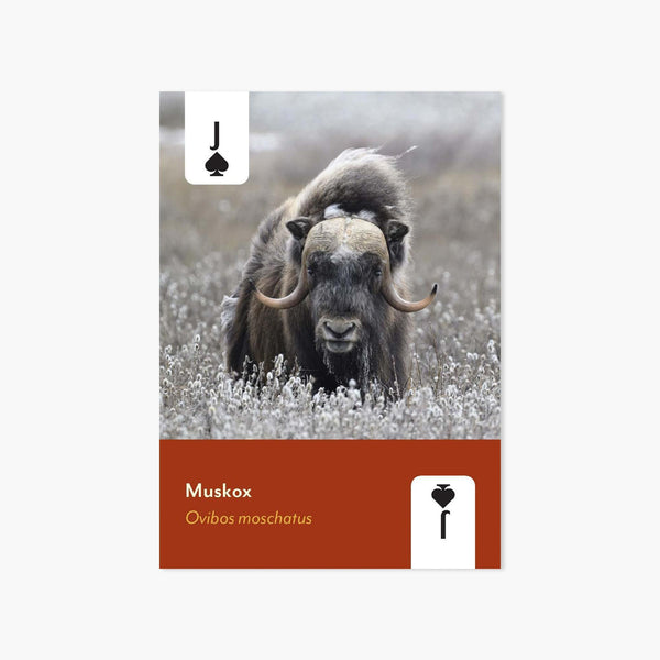 Mammals of North America Playing Cards