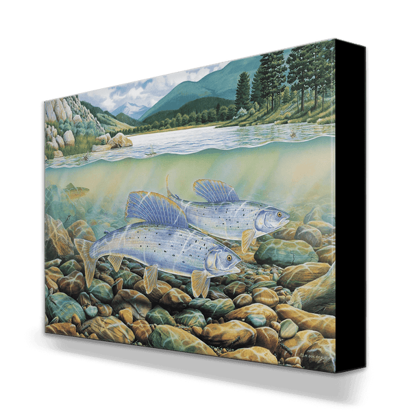 Montana Grayling - Metal Box Art
