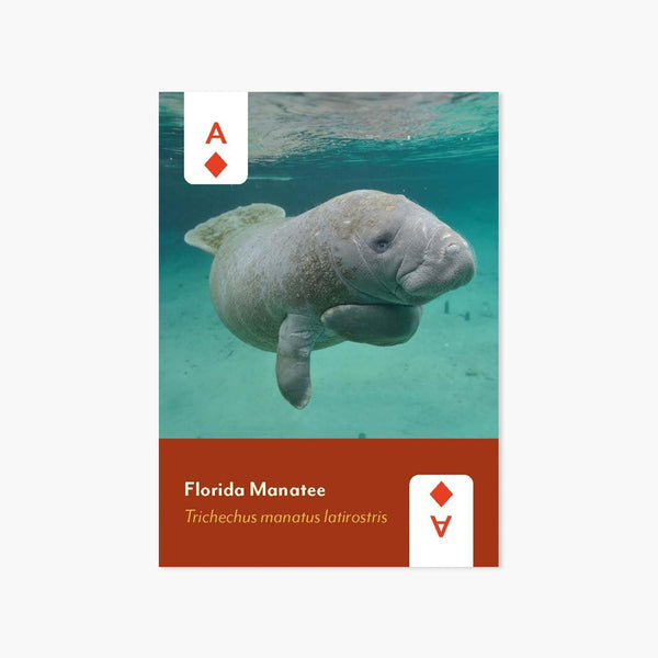 Mammals of North America Playing Cards