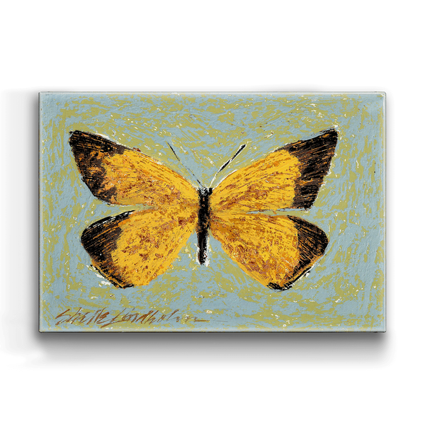 Orange Sulpher Butterfly - Metal Box Art