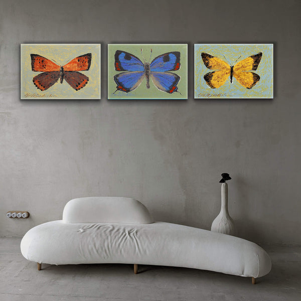 Orange Sulpher Butterfly - Metal Box Art