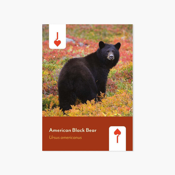 Mammals of North America Playing Cards